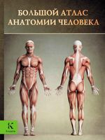 Большой атлас анатомии человека Перез Винсент читать онлайн бесплатно