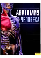 Анатомия человека Иллюстрированный атлас Кассан читать онлайн бесплатно