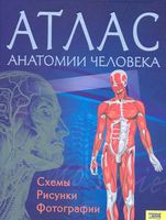 Атлас анатомии человека Севастьянова читать онлайн бесплатно