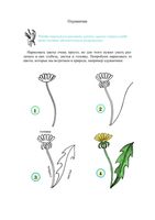 Учимся рисовать цветы читать